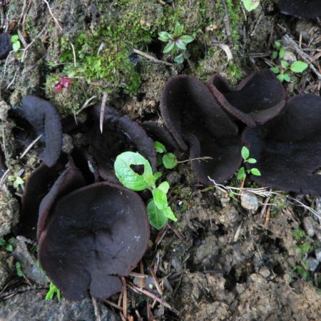 Pseudoplectania nigrella